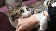 Diese Farbe in der Wohnung macht Katzen allmählich verrückt – prüfen Sie Ihr Zuhause