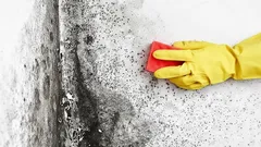 Schimmel und Pilze verschwinden spurlos – du brauchst Zutaten, die jeder zu Hause hat