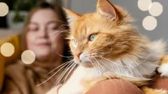 Die wichtigsten Anzeichen von Liebe bei Katzen: 10 Signale, die dir helfen, dein Haustier besser zu verstehen