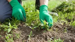 Viele reissen sie unnötig aus – diese Pflanze ist kein Unkraut, sondern eine wertvolle Hilfe im Garten