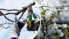 Das könnten Sie nicht überleben: Pflanzen, die man im Winter auf keinen Fall schneiden darf